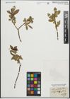 Foto von Salix pentandra L.